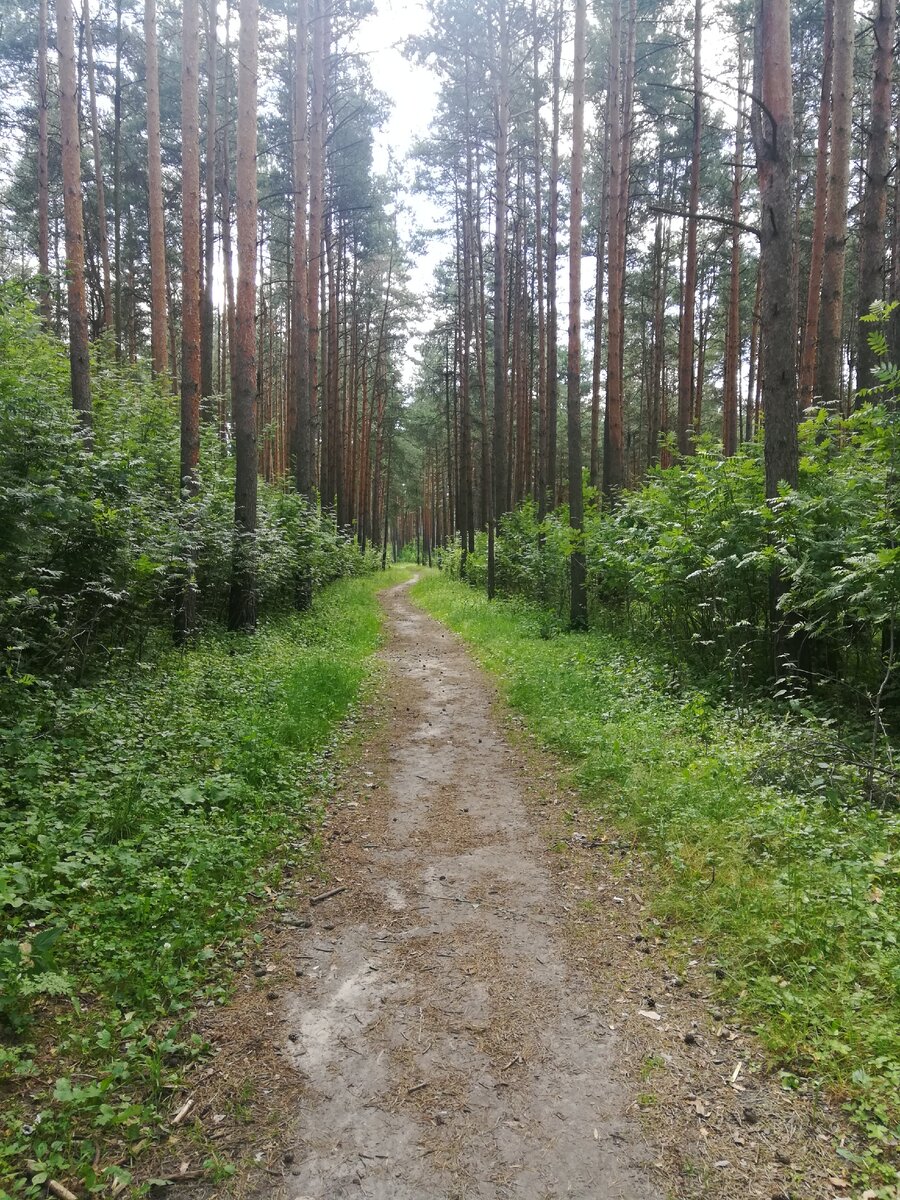 Мои лесные прогулки продолжаются.