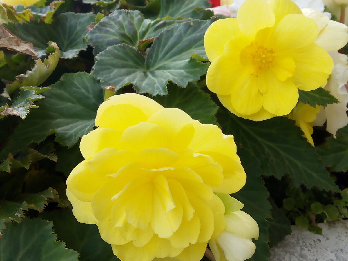 Бегония фото