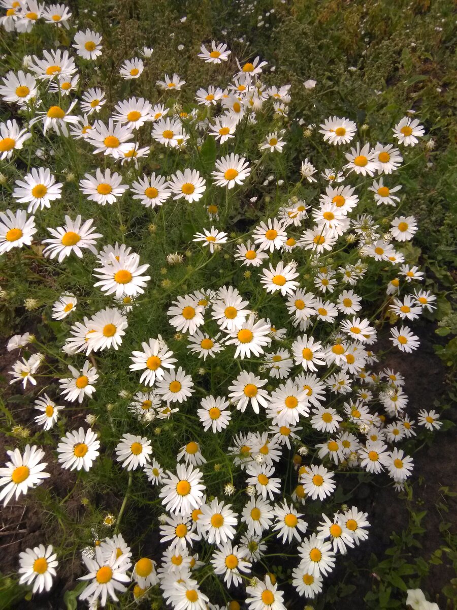 Вот такие ромашки