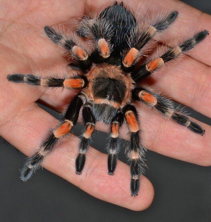 brachypelma smithi