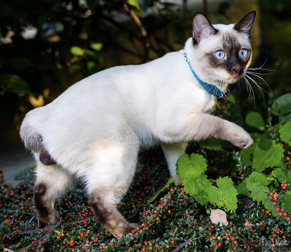 Мегконгский бобтейл