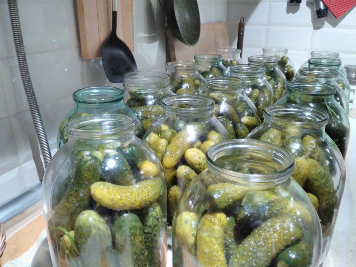 огурцы ждут горячий рассол...