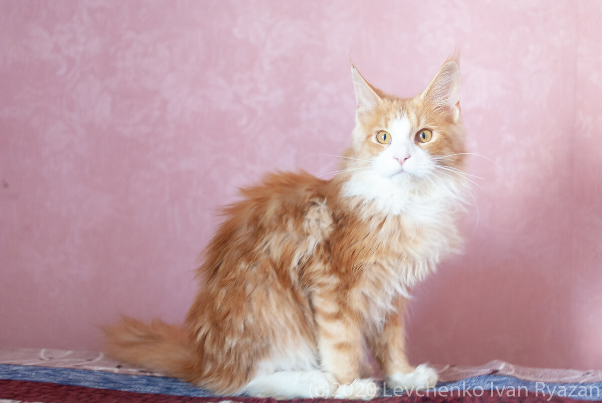 котенок Мейн Кун, питомник ERASHCAT Рязань