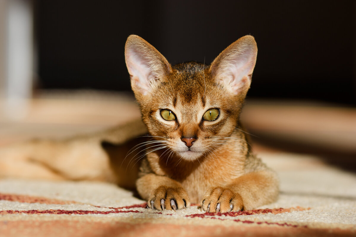 Абиссинская кошка Золотая