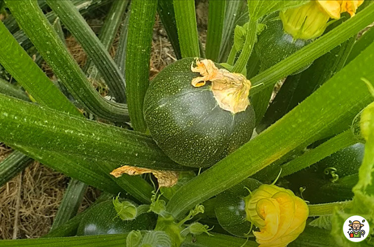 Кабачок-мячик