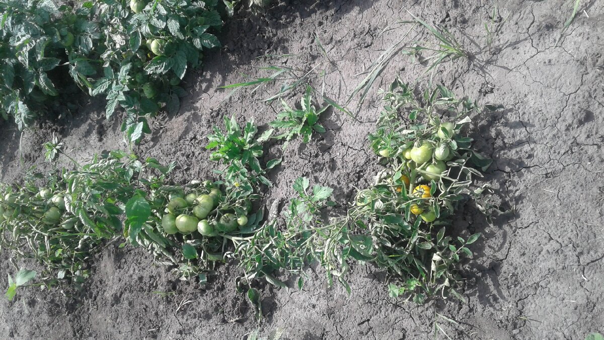 Урожай этого года.