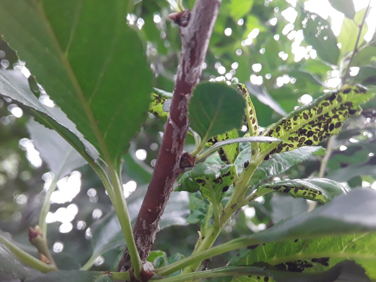 Вишня. Тля "пасется" не только на молодых побегах, но и на взрослых ветках. 