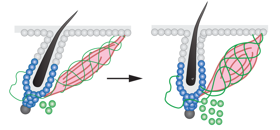 В ответ на холод, мышца (розовая) сокращает волосяной фолликул (синий), что приводит к «вздыбанию» волос. При этом симпатические нервы (зеленые) выделяют специальные вещества, которые приводят к росту стволовых волосяных фолликулов. Изображение: Shwartz, Gonzalez-Celeiro, Chen, et al., Cell.