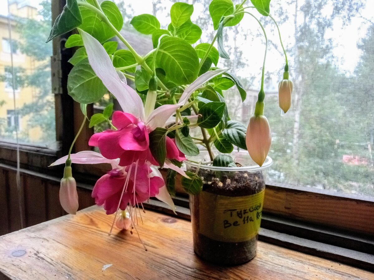 Фуксия Fuchsia Bella Rosella