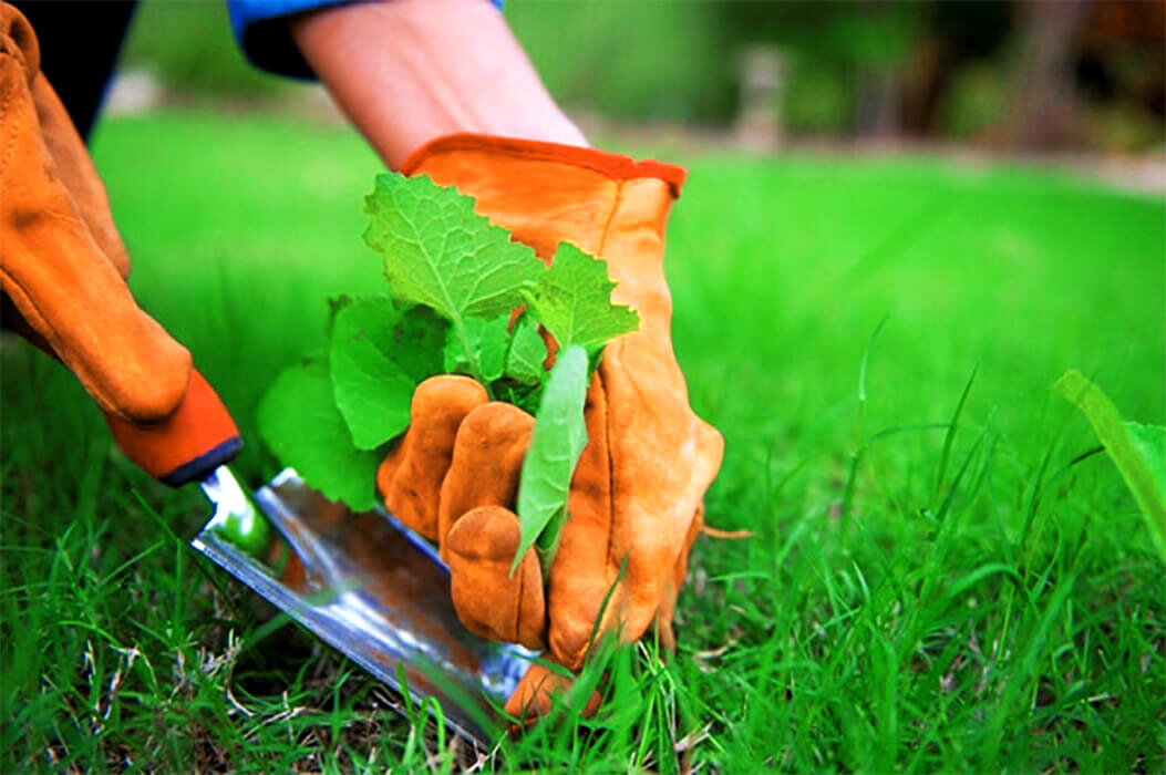 Злостный сорняк!