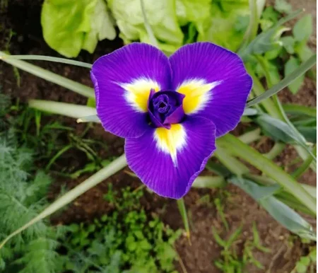 Ирис Блю Меджик