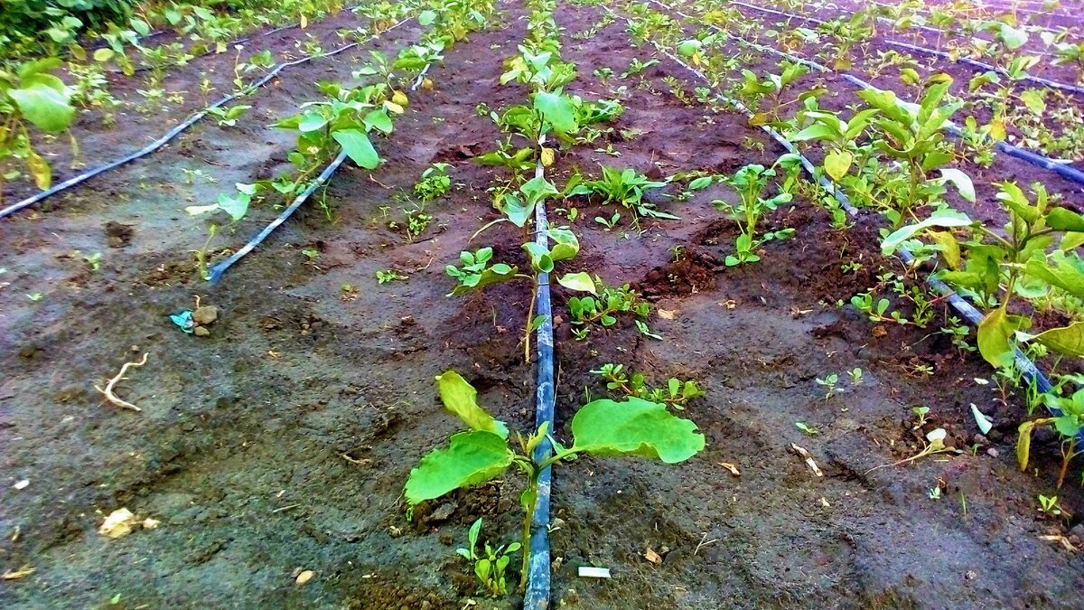 вот гряда синих которая ожидает "сапозина", а у нас как назло идут проливные дожди, чувствую прийдется руками рвать из-за этого