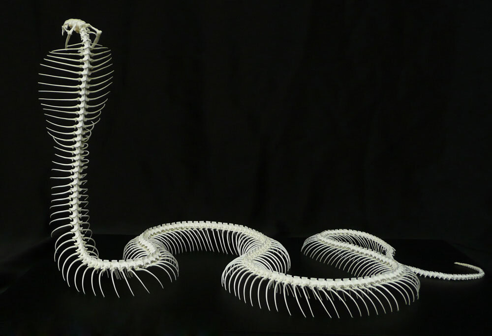 Эскиз скелет змеи