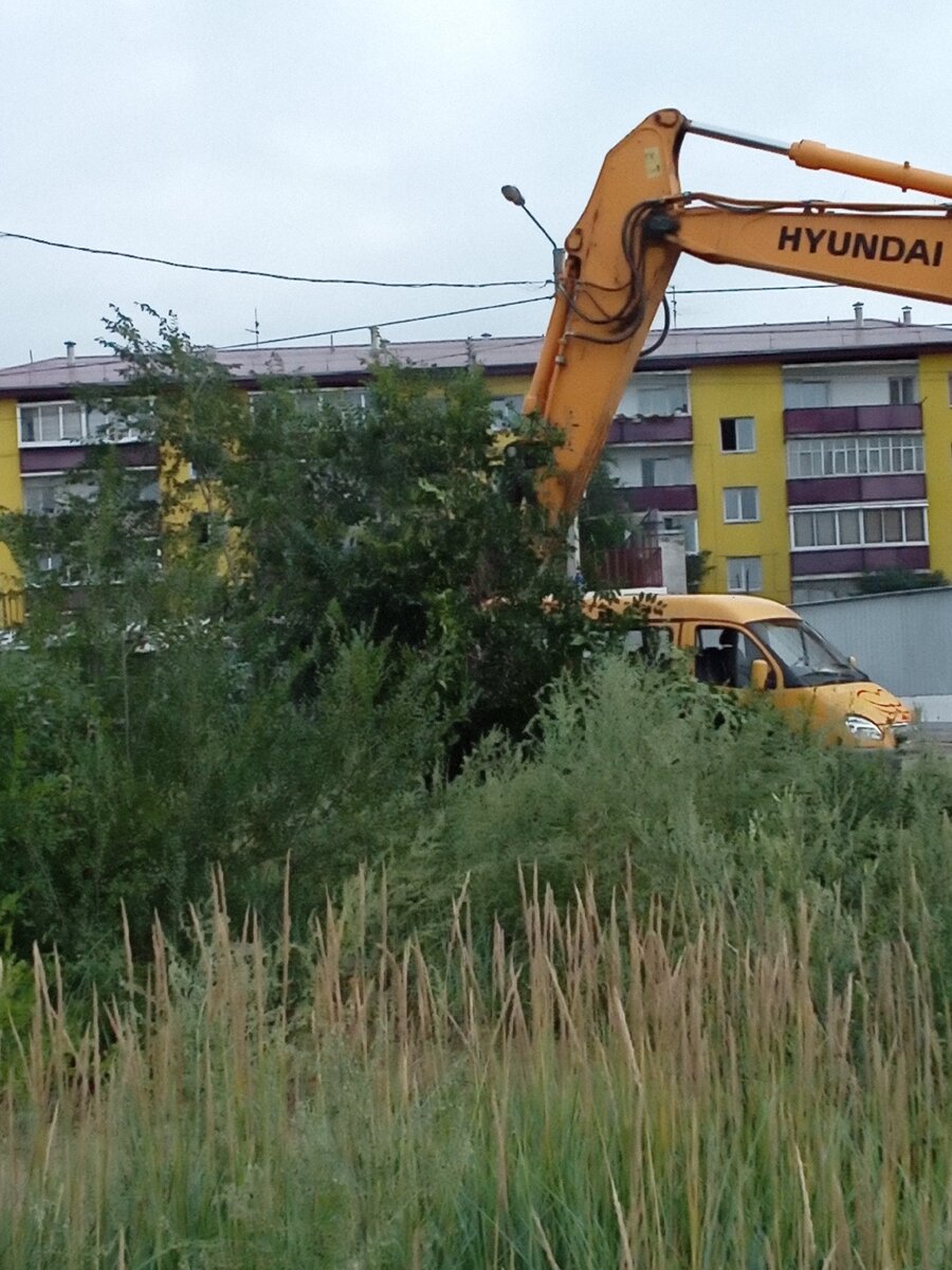Вот так безжалостно у нас вырывают деревья экскаватором