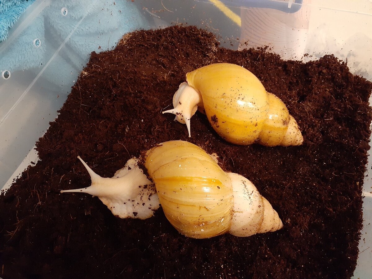 Улитка Помело и улитка Уля