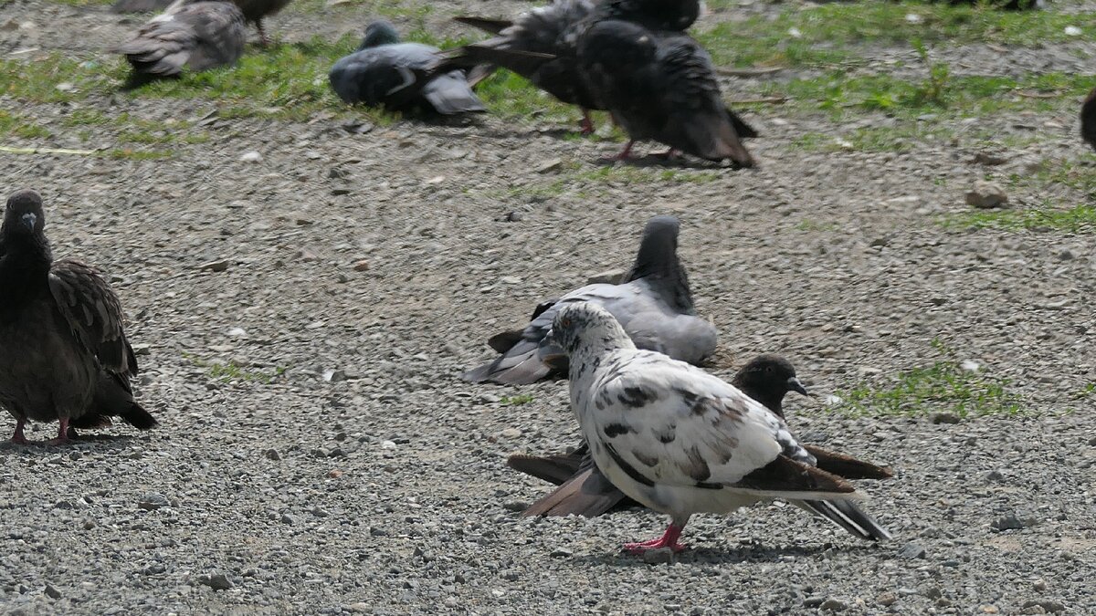 f  7.1  iso-200  1\250с  832мм.