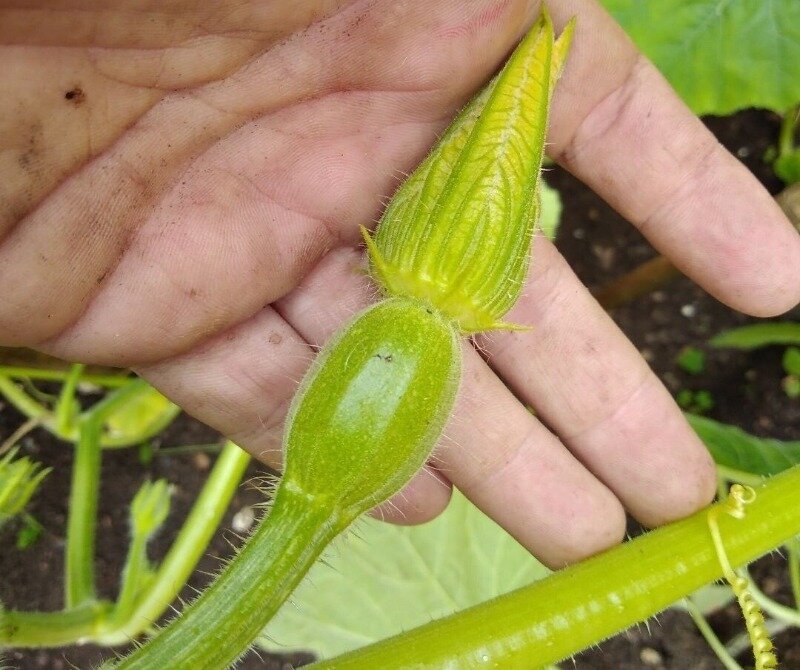  Метод обрывания завязей практикуется в случае, когда плодоношение находится на последних стадиях. С его помощью запускается процесс повторной регенерации, который будет длиться дольше обычного. Тем самым увеличится период образования плодов.