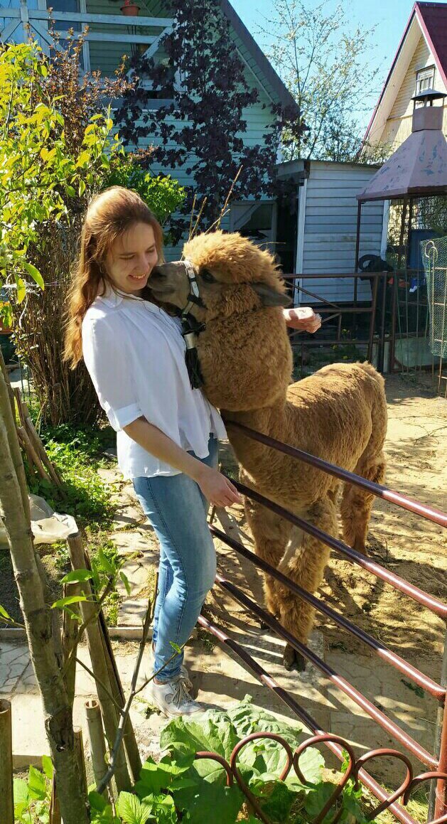 Альпака Вилли