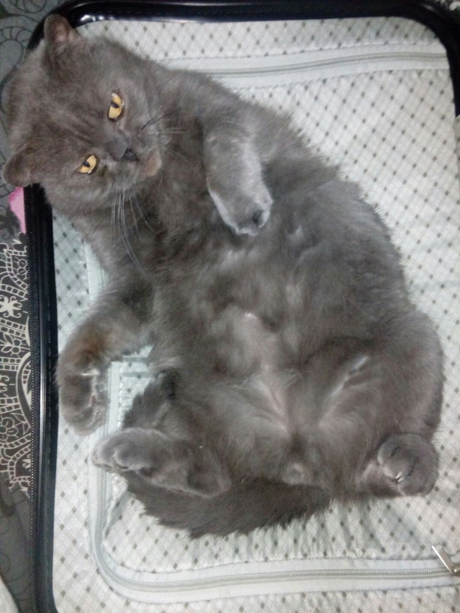 Чемоданный житель Миша