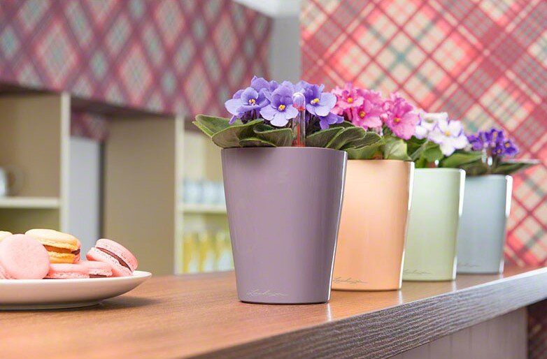 Фиалка - достоинство, скромность, и еще Фиалка- приносит в дом деньги. Тельцам подходят цветы Фиалки.