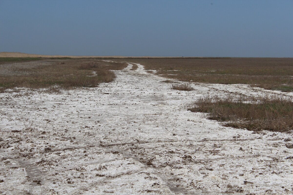 Высохшие грязи с солью . Фото автора