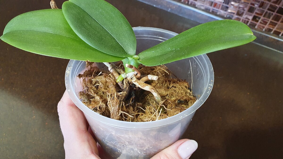 Реанимация орхидеи: что это и зачем