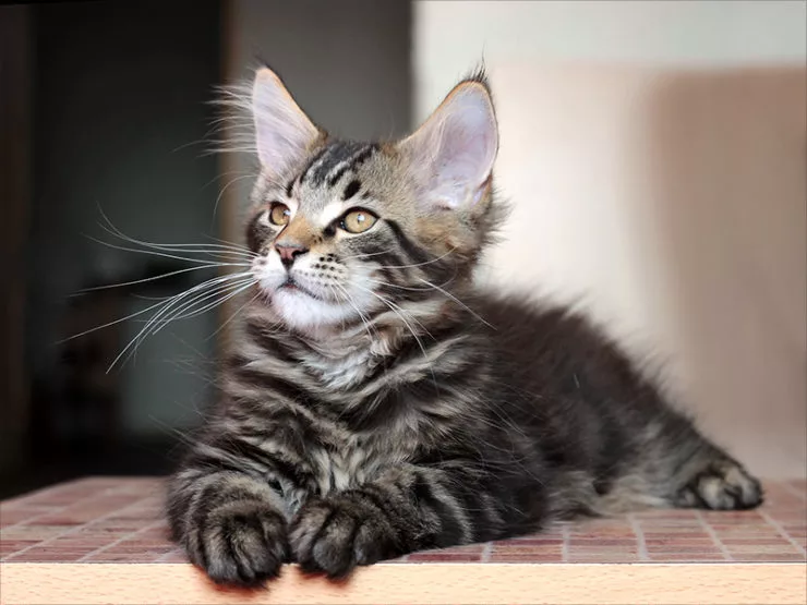 котенок кун