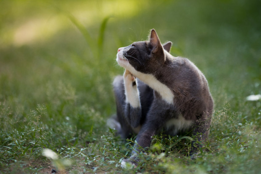 Чесотка - это очень популярная кошачья болезнь. Чесотка является распространенным явлением у 80% кошек, которые живут на улице!-2