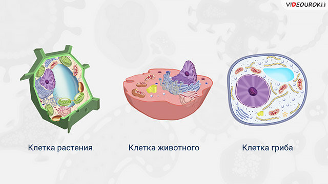Растительная клетка царство. Растительная животная грибная и бактериальная клетки. Клетки растений животных грибов и бактерий. Растительная клетка животная клетка грибная клетка. Строение клеток растений животных грибов и бактерий.