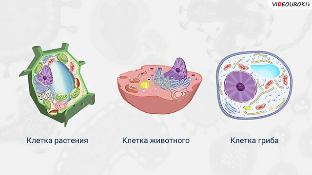 Рисунок клетки царств