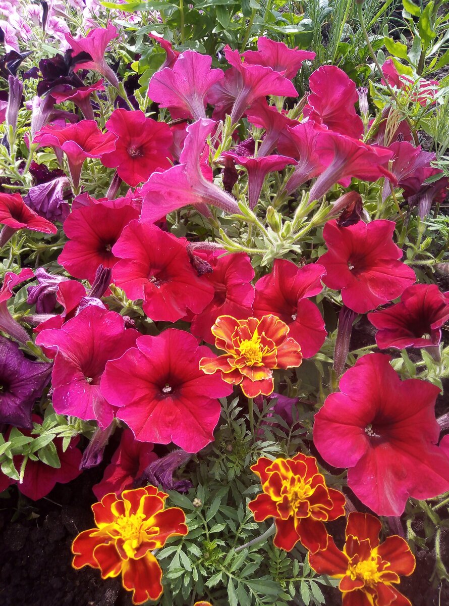 Волшебный цветок на моём пути