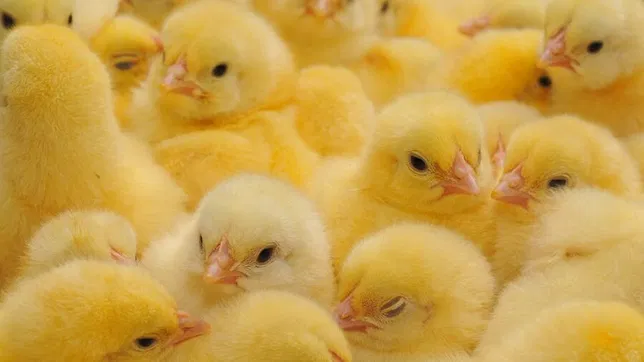 Фото из Интернета