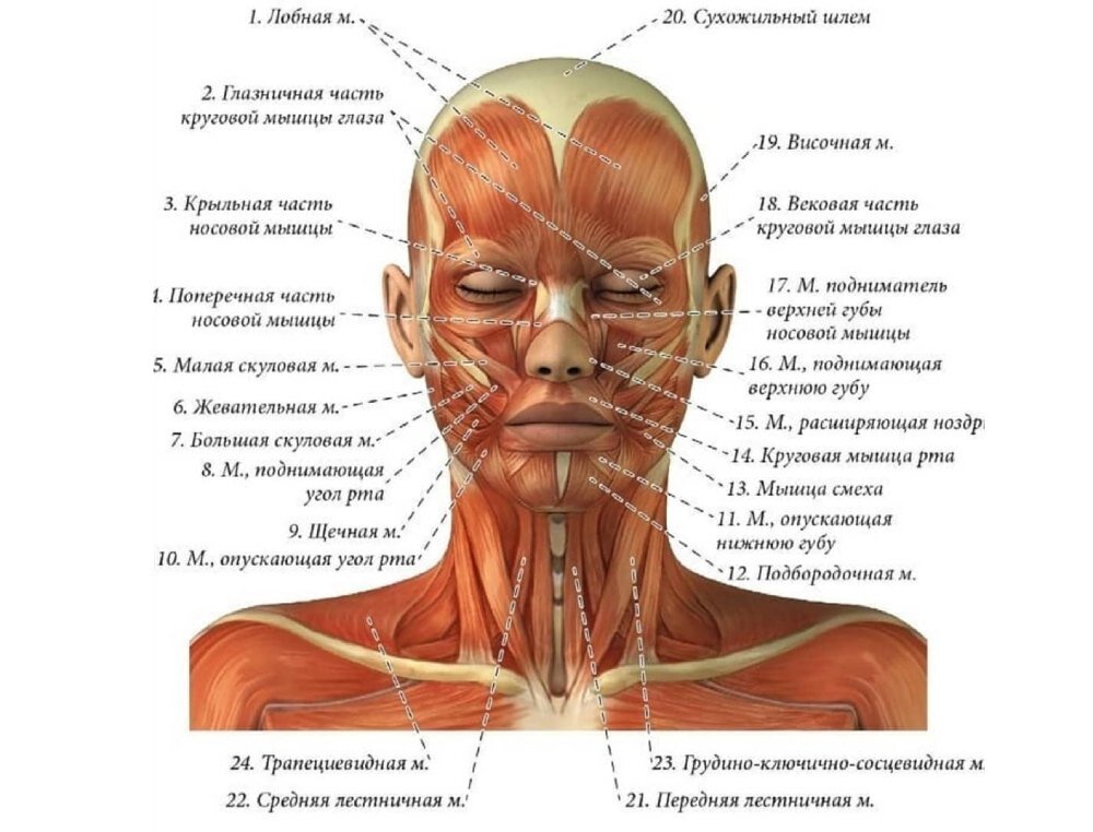 Как нарисовать лицо девушки, мужчины, девочки или мальчика