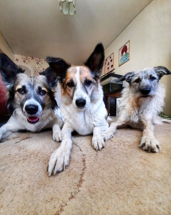 Мои собаки. 