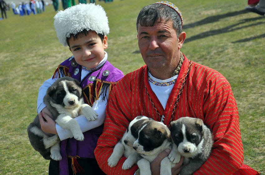 Туркменские алабаи фото