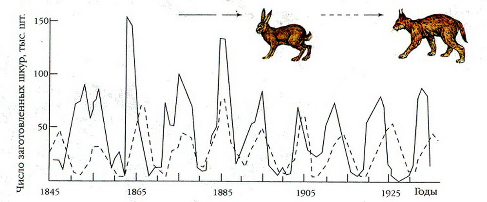 График взаимных колебаний численности хищника и жертвы. Автор иллюстрации неизвестен