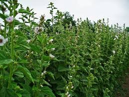 Алтей лекарственный имеет давнюю историю применения в медицине. Об использовании этого растения в качестве лекарственного средства можно прочитагь в трудах древнегреческих врачей, где оно было популярно и среди знати,и среди бедных. Поскольку алтей рос вблизи поселений, не имел токсичных свойств, им лечили практически все болезни. Не случайно название,: «алтей» в переводе с греческого «тот который лечит». В народе его называют проскурняк, собачья рожа, пряничек, дикая роза, мальва. 