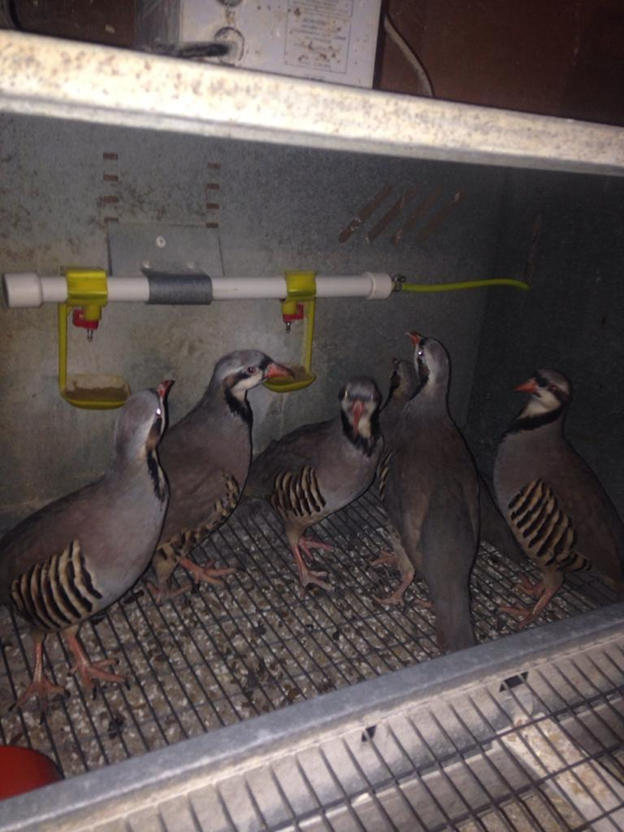 Куропатки кеклики  из нашего  хозяйства 