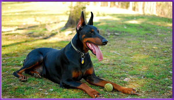 Мячик, говоришь, тебе надо? Ну попробуй, отбери