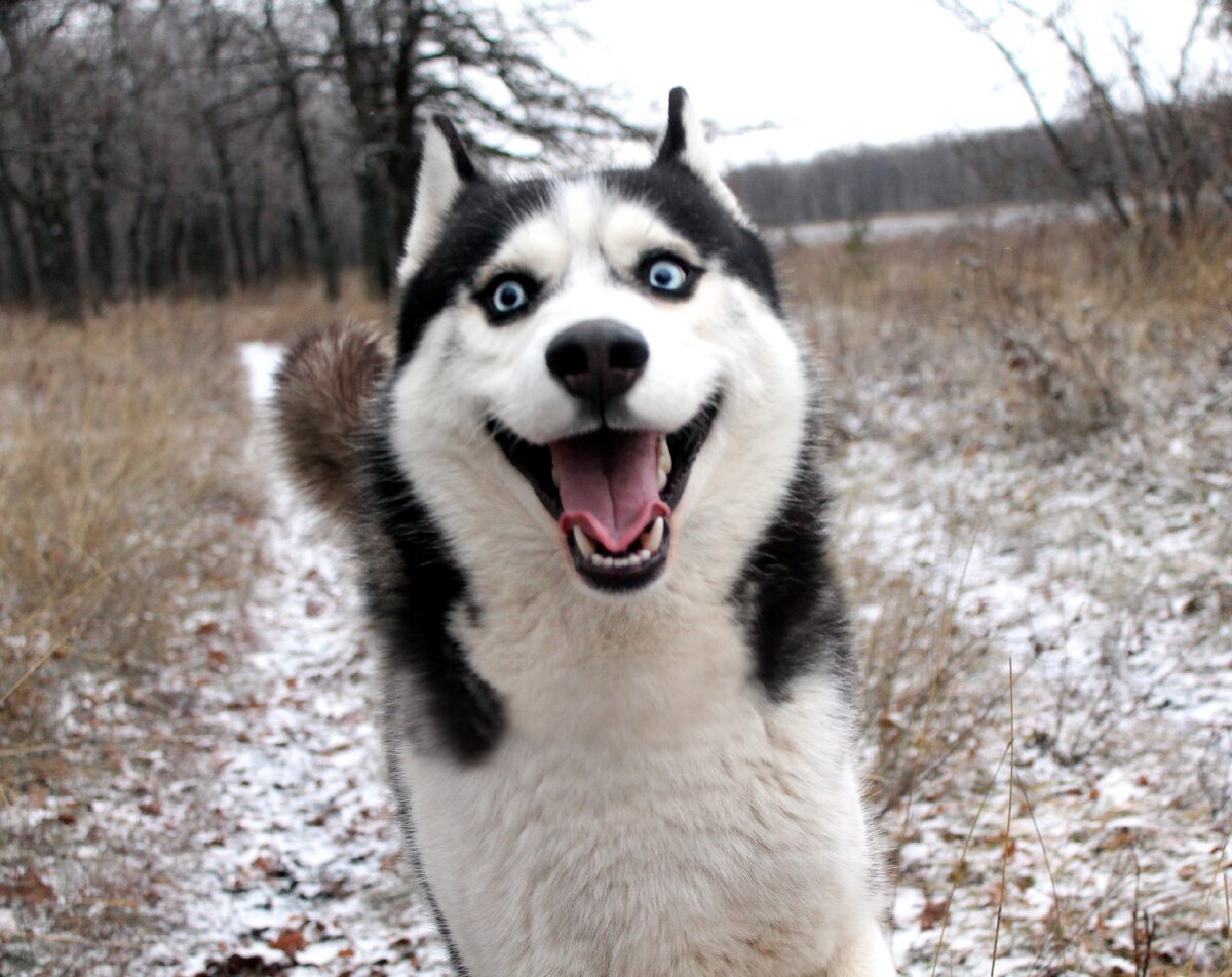 Фото: https://galactikka.com/photo-562b0a0c1f395d6f0f8b4568_news-562b0a9c1f395da3148b456b