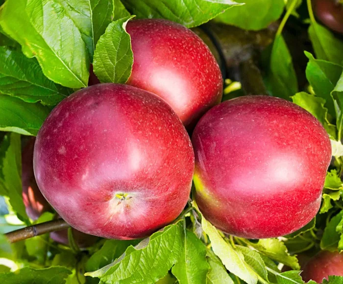 Один из самых высокоурожайных сортов яблонь! Один из лучших позднезимних сортов яблони селекции Белорусского НИИ