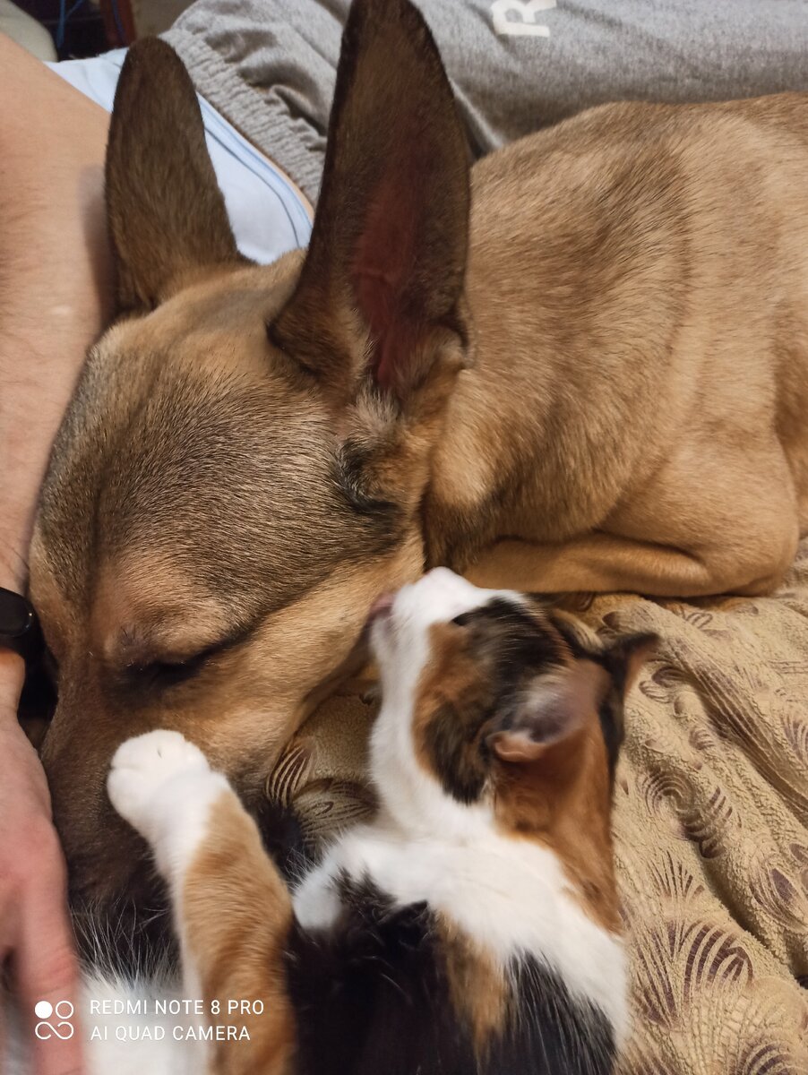 Идиллия. Лежат у мужа под боком. 