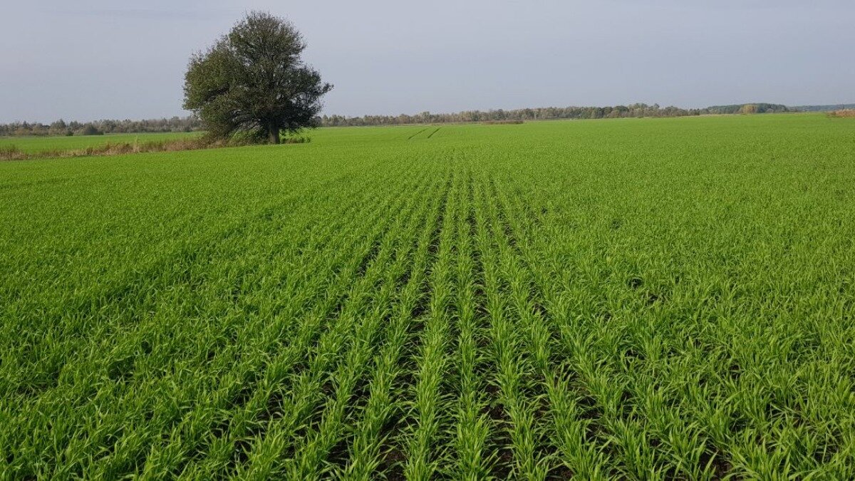 Фото:glavagronom.ru