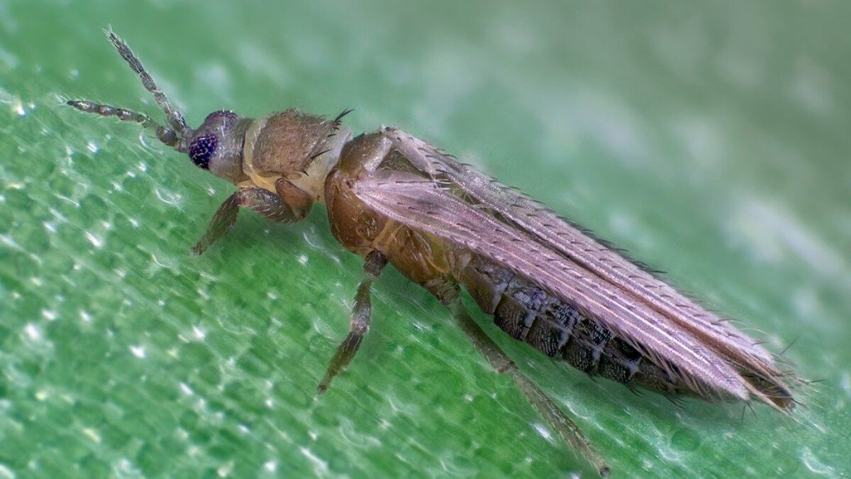 Фото:thrips-id.com Табачный трипс