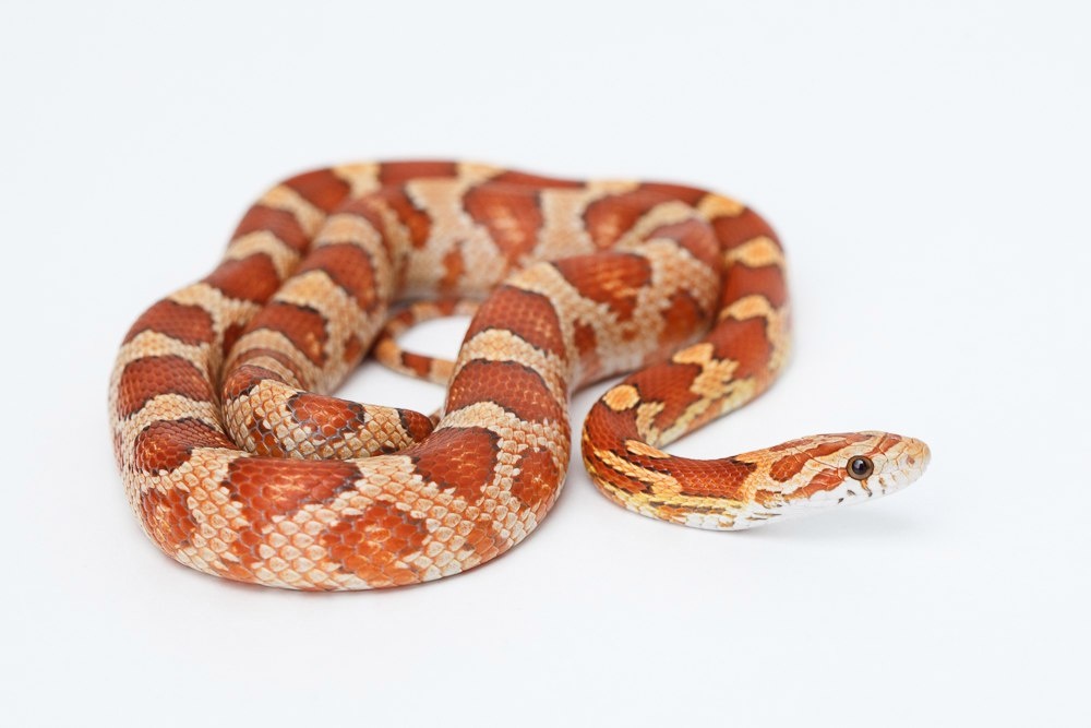 Маисовый полоз