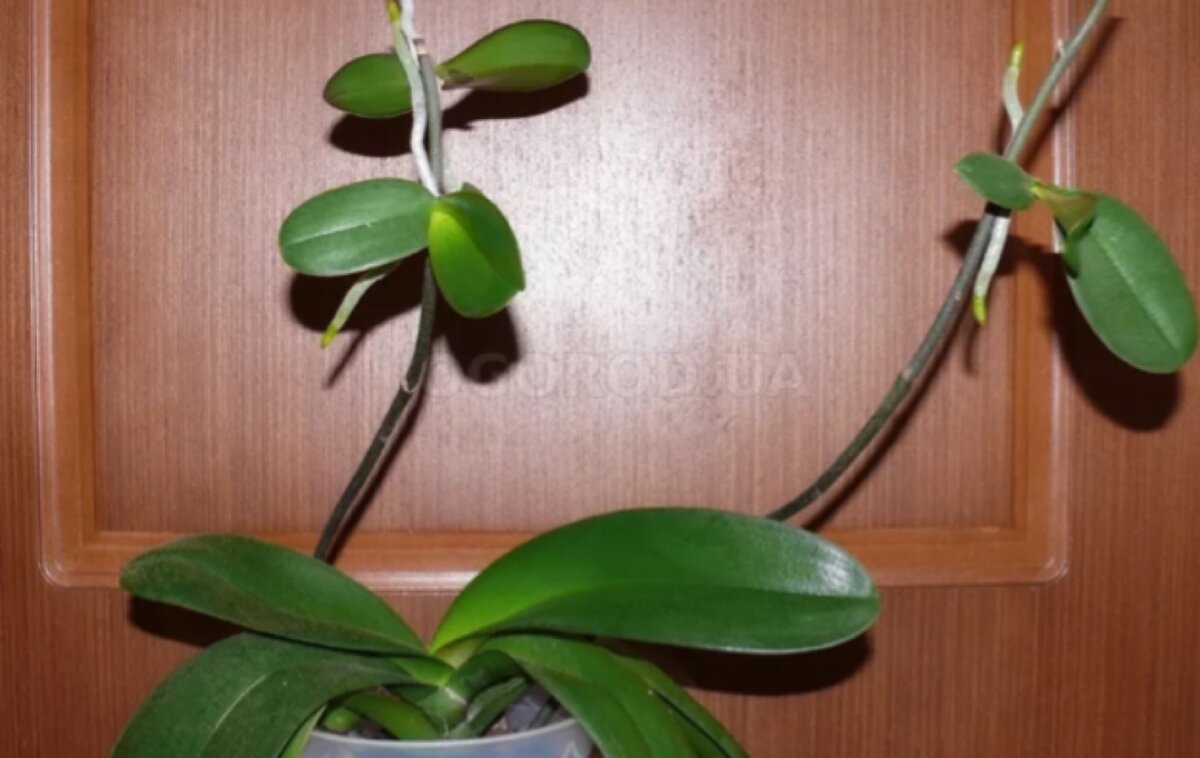 Размножение орхидеи