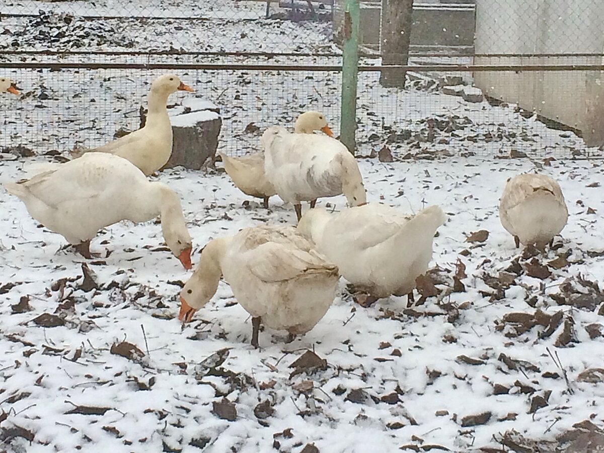 Выпас гусей. Фото автора