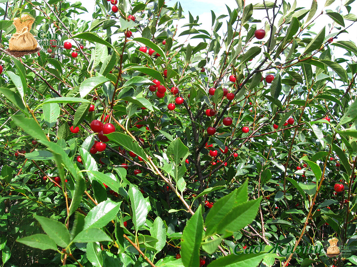 Шпаргалка садовода-огородника: совместимость садовых культур