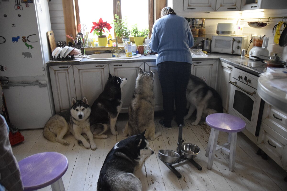 Семья у нас большая , собак много)) 