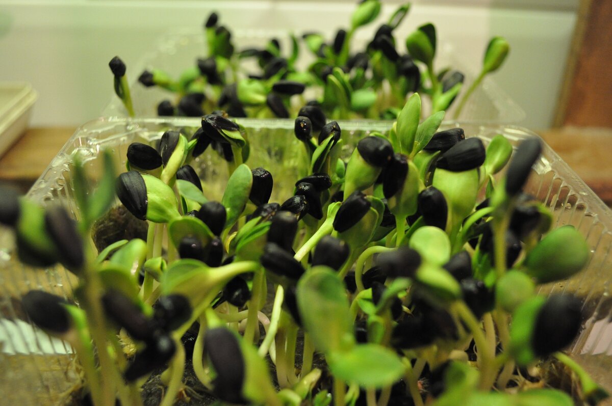 Микрозелень подсолнечника - одна из самых склонных к образованию патогенной среды 